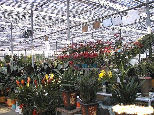 花卉批发市场大全-第1张图片-货源库