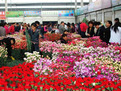 花卉批发市场大全-第4张图片-货源库
